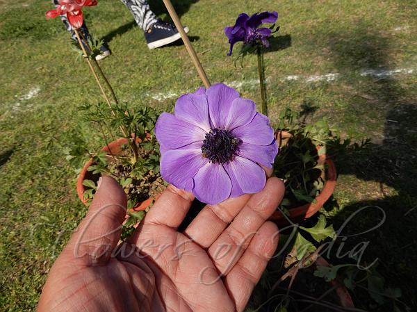 Poppy Anemone